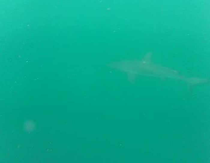 We Got Great Photos Of Wildlife While Snorkeling