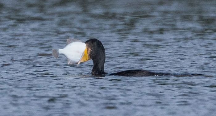 It Will Go In! Greedy Cormorant