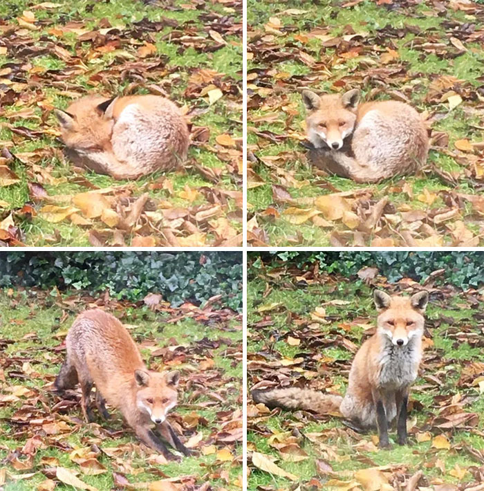 Sleepy Fox Friend Dozing In Our Leafy Garden This Afternoon