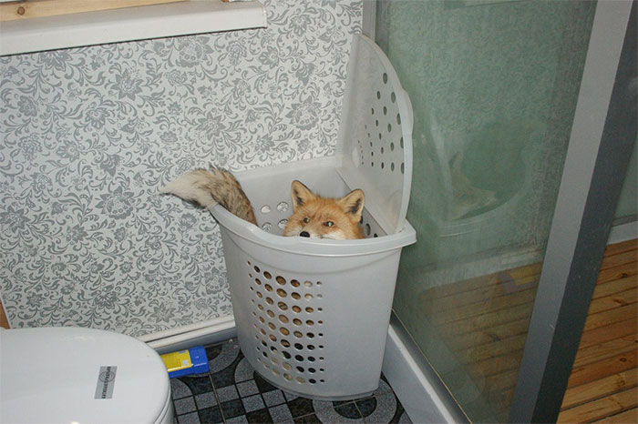 Hamper Fox Is Watching You