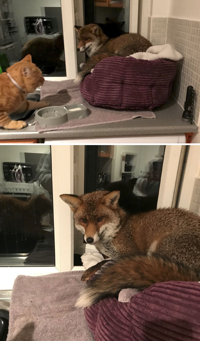I Thought, “Hmm, Those Are Not The Cat’s Ears”, And I Turned The Light On To Look At What Was In The Cat’s Bed – And It Was A Fox