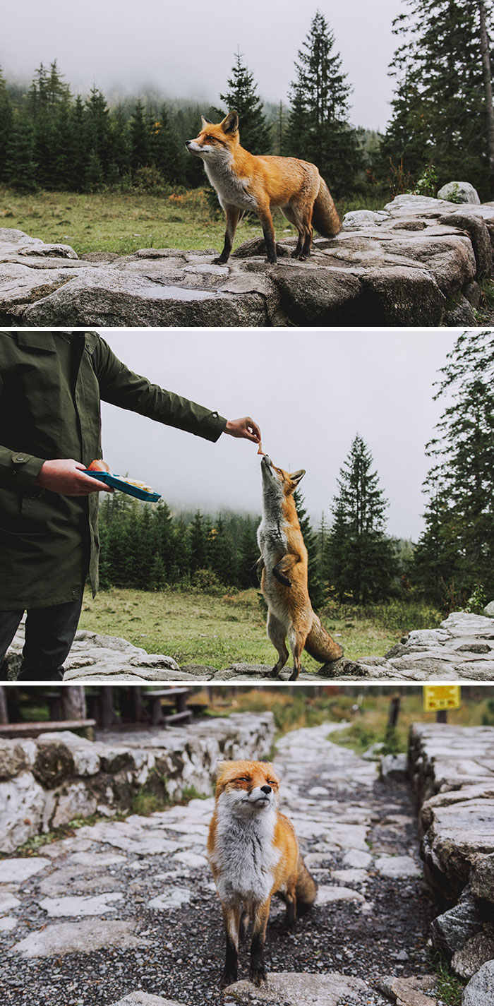 Foxy Local We Met While Hiking High Tatras