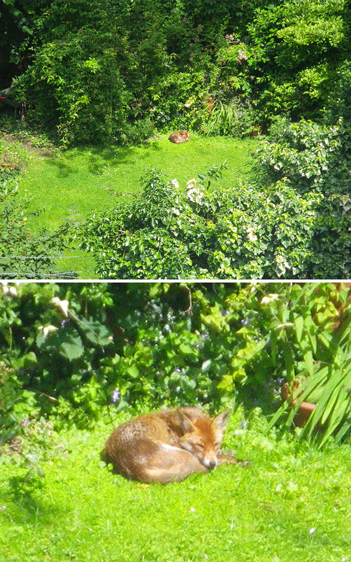 This Sleeping Fox In My Neighbor's Garden