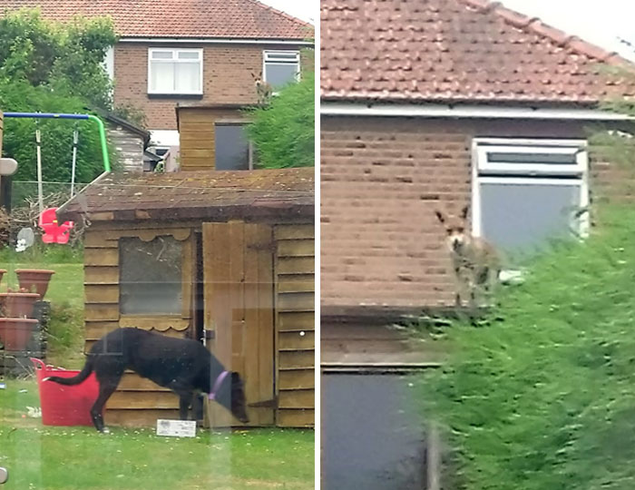Dog Sitting For The Day And Our Resident Fox Isn't Too Happy About It