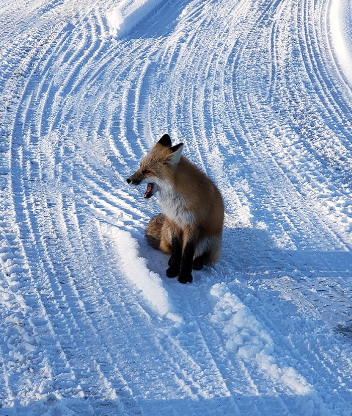 This Friendly Fox At My Work Area Today