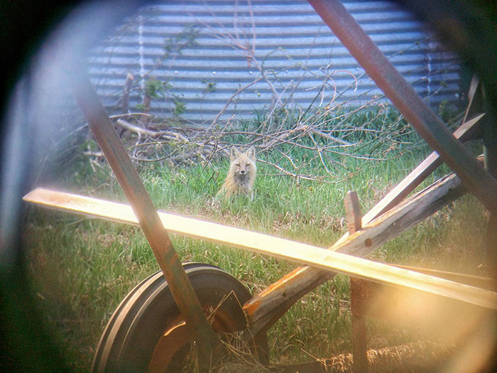 With A Pair Of Binoculars And A Phone, I Snagged This Photo Of A Momma Fox Hanging Out On Our Farmstead