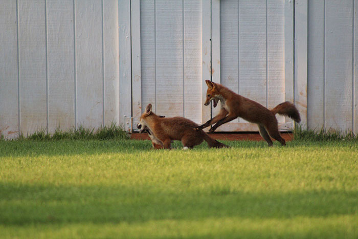 Baby Red Foxes At Play