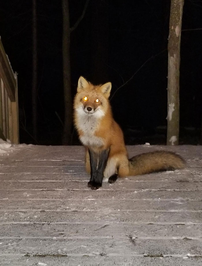 Cutie On My Deck