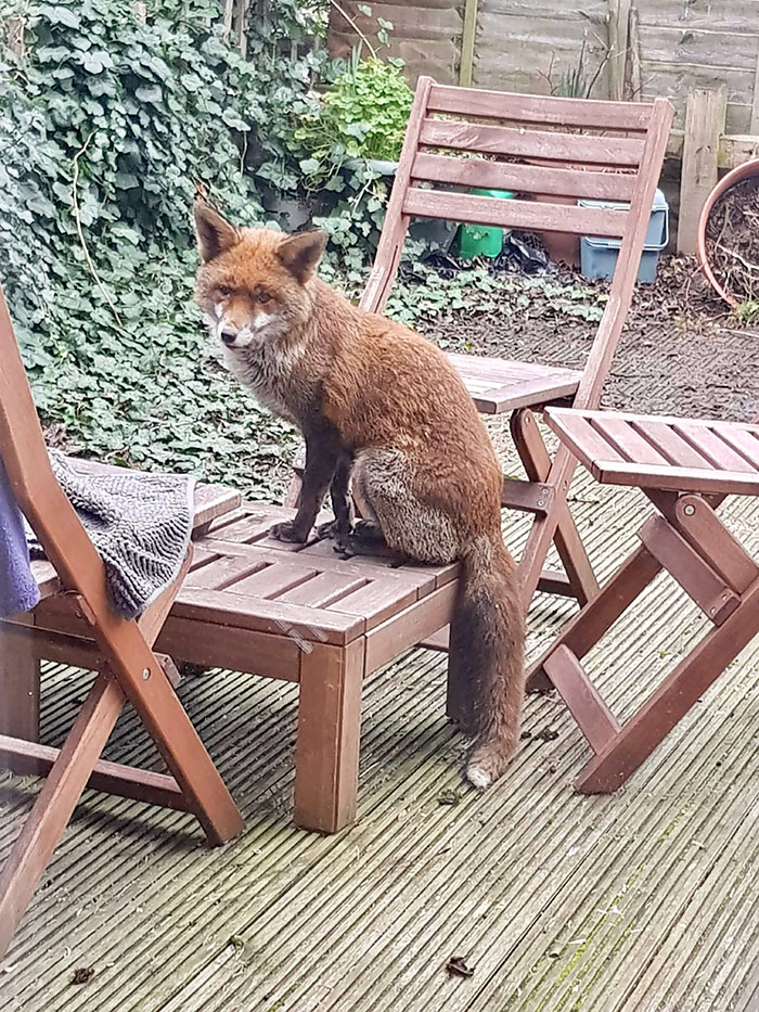 Meet Wolfgang, This Enormous Fox That Likes To Sleep On Our Back Deck In Central London