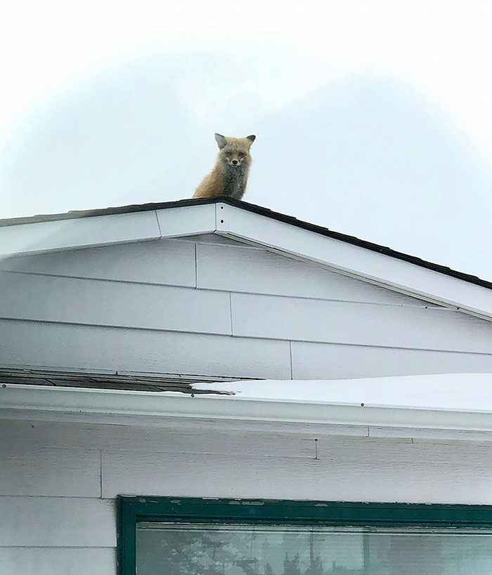 This Fox Hanging Out On A Roof