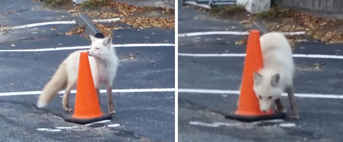 Friendly White Fox I Just Saw, Not Sure If Way Too Gray Or Albino