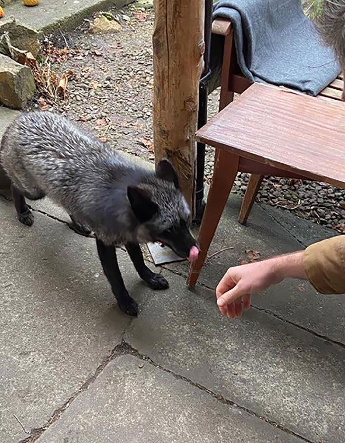 A Shiny Mlem. A Rare Black Silver Fox Hanging Out In Dublin