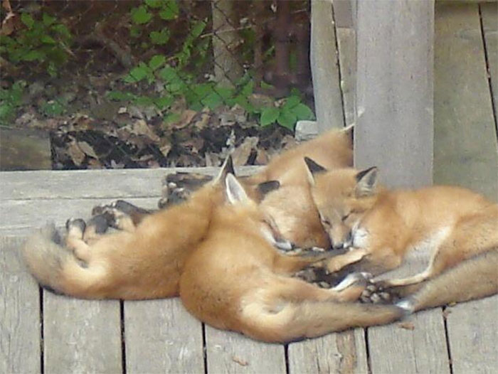 Baby Fox’s Having A Catnap