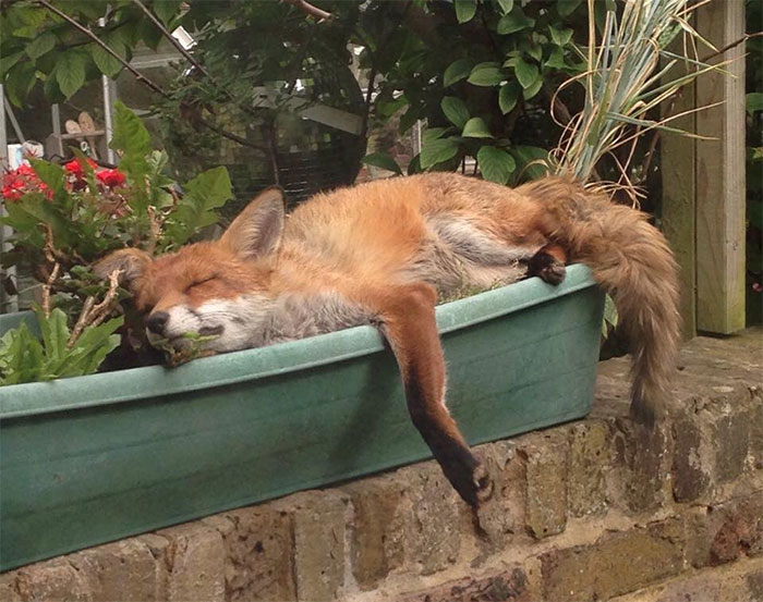 35 Fotos de zorros que muestran las maravillosas criaturas que son