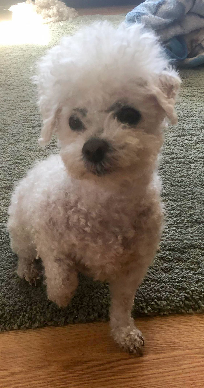 Bad Quarantine Haircut