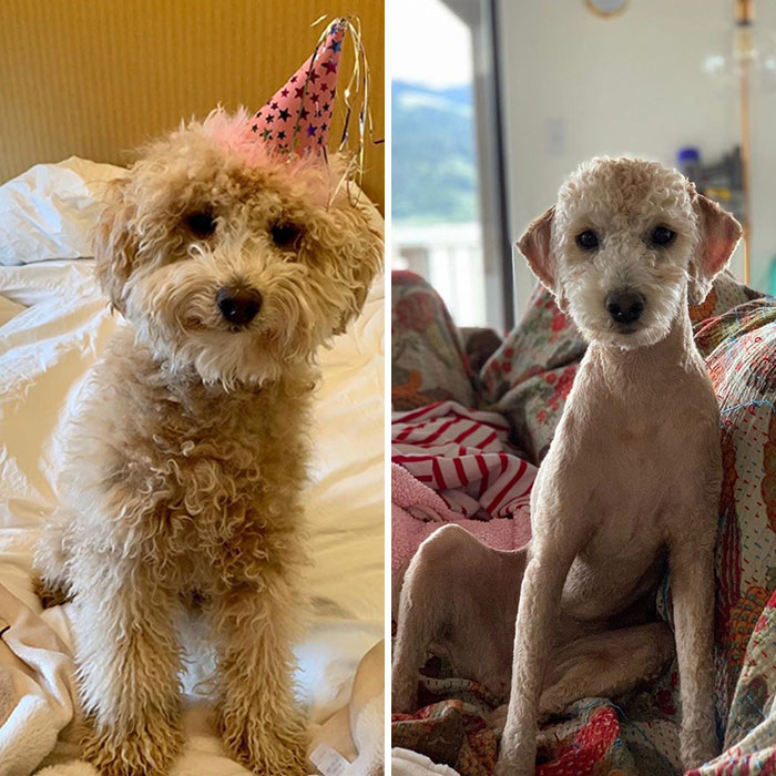 My Pawrents Has To Shave Me. Hoping It Grows Back Fast