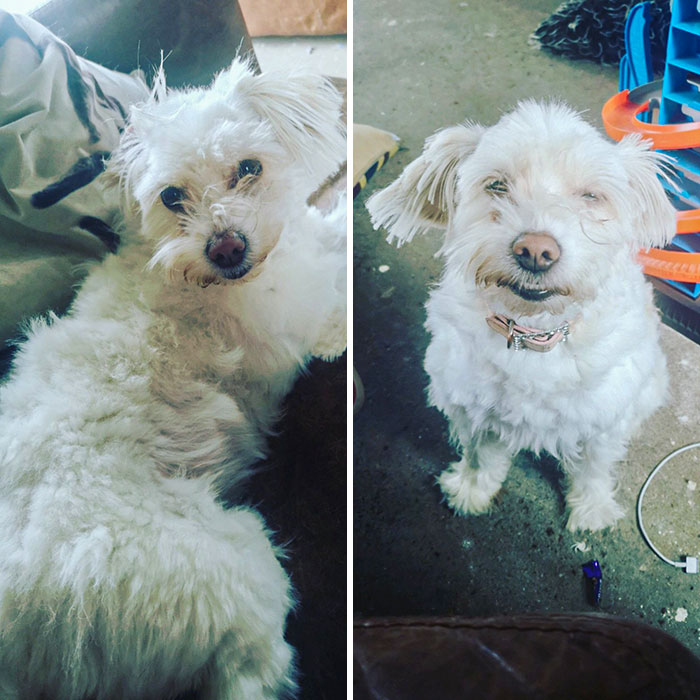 I Tried Giving My Sister's Dog A Trim. A Maltese. It's Terrible