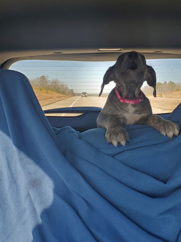 My Sister Is Driving 10 Hours Back Home With The Great Dane Puppy She Just Got