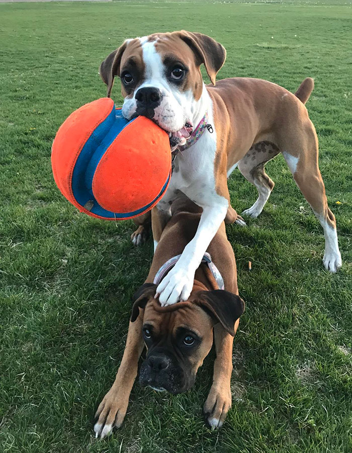 Definition Of Little Sister