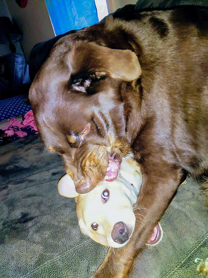 Never Seen A Puppy Happier To Bother Her Big Sister