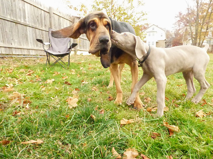 Jax Loves His Big Brother/Chew Toy
