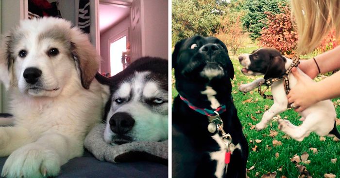 50 Dogs Who Had Their Perfect Lives Ruined After Their Owners Got Them A Younger Sibling