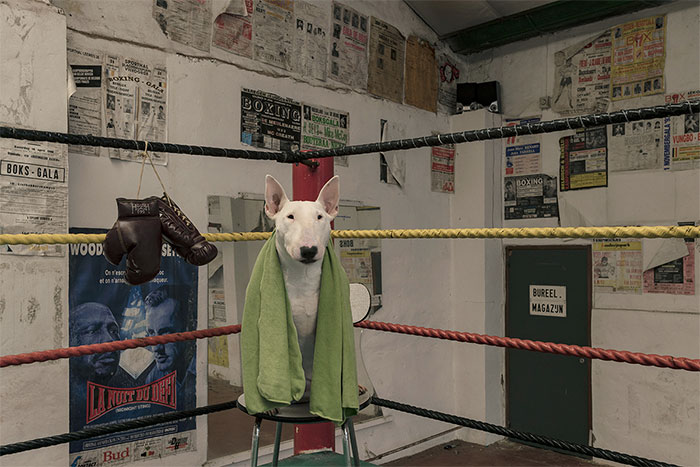 23 Funny Coronavirus Facts And Thoughts By My Bull Terrier Claire