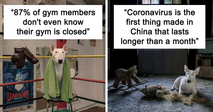 23 Funny Coronavirus Facts And Thoughts By My Bull Terrier Claire