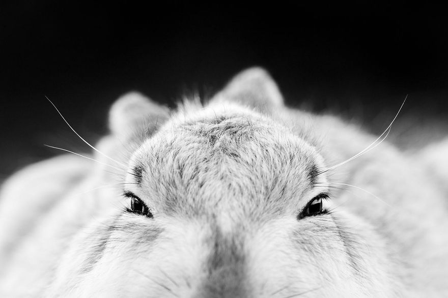 5th Place, Mammals. Eyelashes By Herman Hirsch