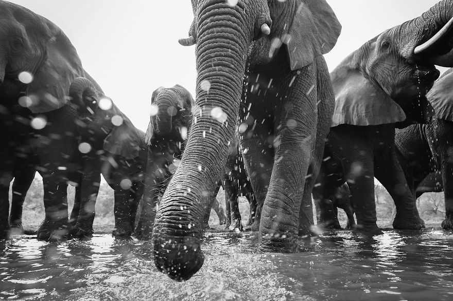 7th Place, Mammals. Close-Up By Dr. Siegmar Bergfeld