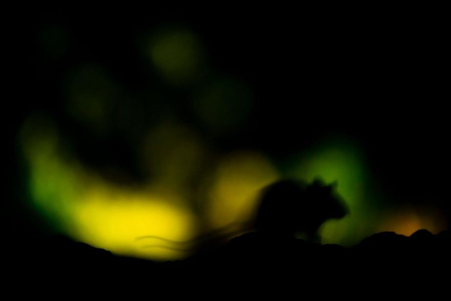 8th Place, Mammals. Mouse At Night By Christopher Meyer