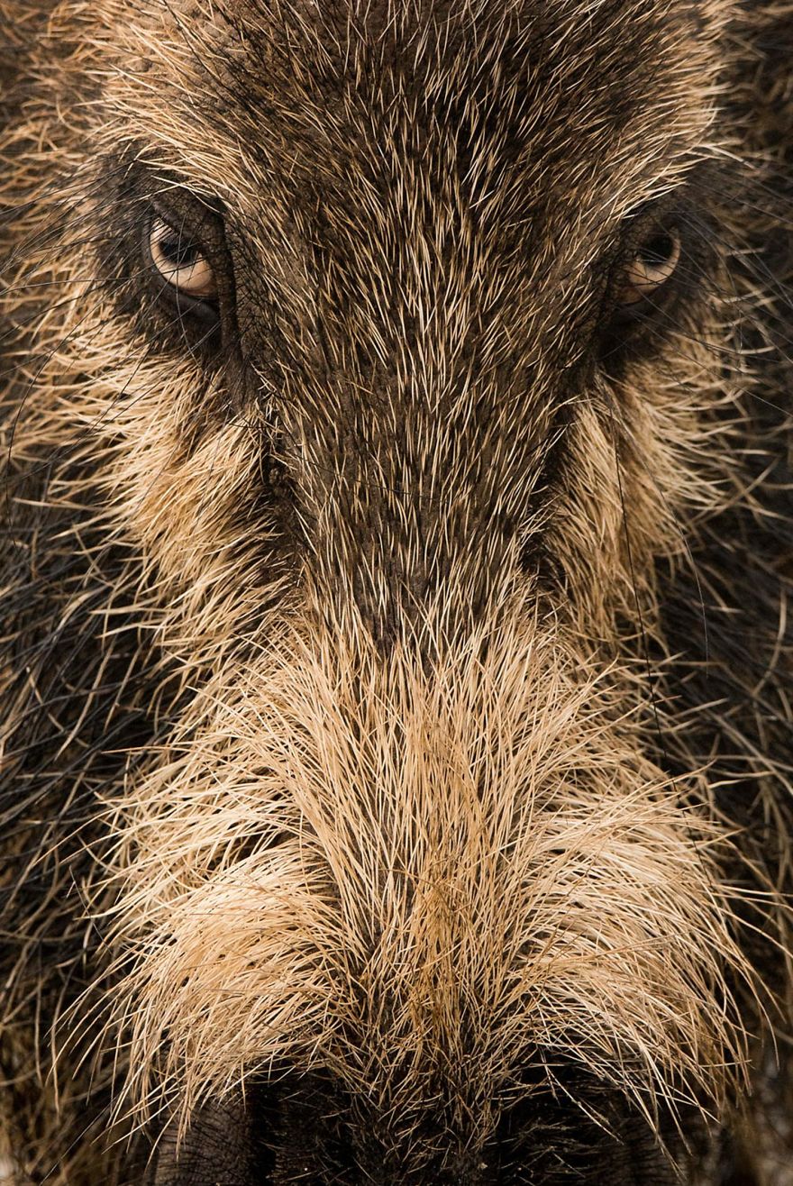 9th Place, Mammals. Starring By Kai Kolodziej