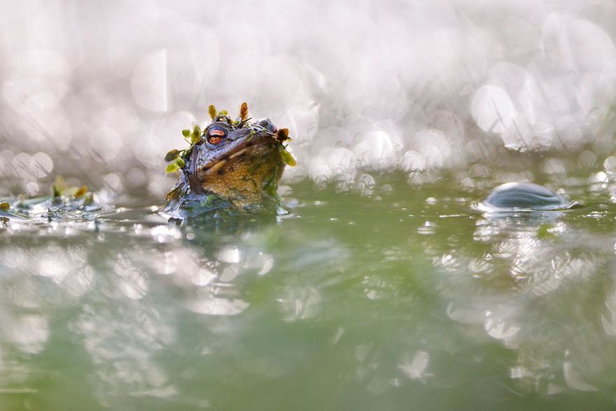 4th Place, Other Animals. Toad King By Kevin Prönnecke