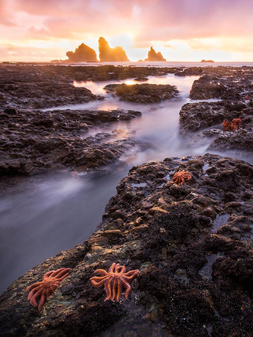 9th Place, Other Animals. Low Tide By Melanie Arndt