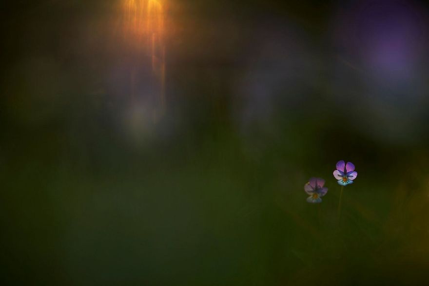 2nd Place. Plants And Fungi. Klaus Tamm