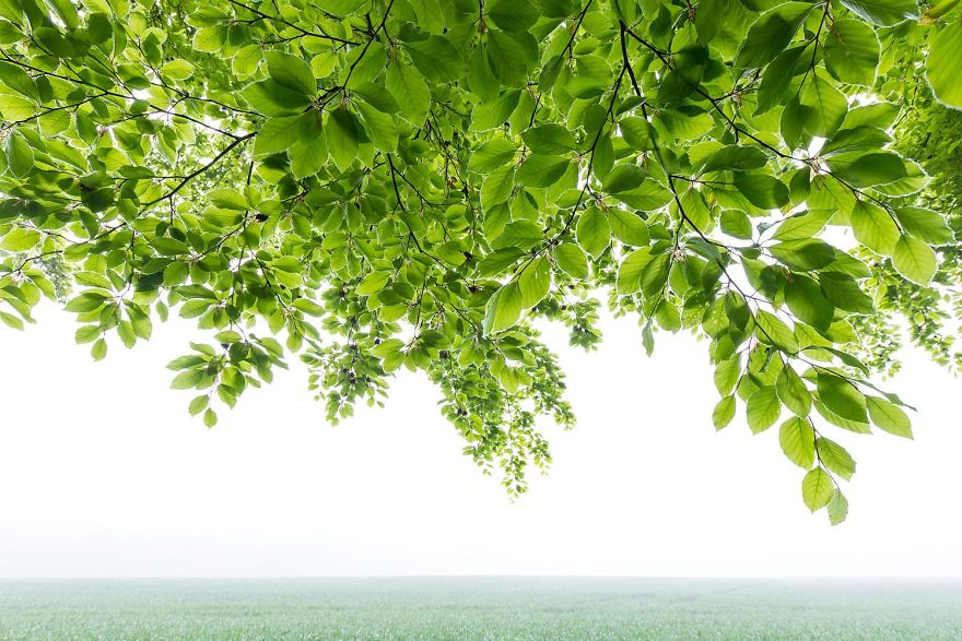 3rd Place, Plants And Fungi. Max Fellerman