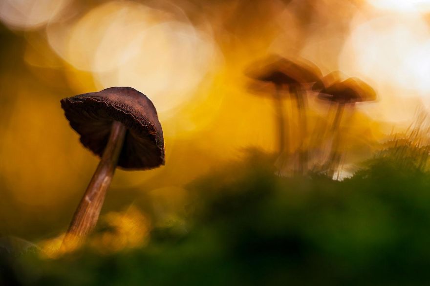 5th Place, Plants And Fungi. Fairytale World. Mushrooms, Northern Germany By Florian Smit