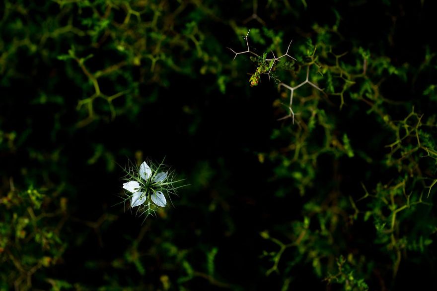 7th Place, Plants And Fungi. Christopher Meyer