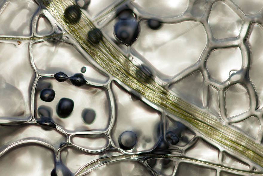 7th Place, Nature's Studio. Pipelines By Birgit Potthoff