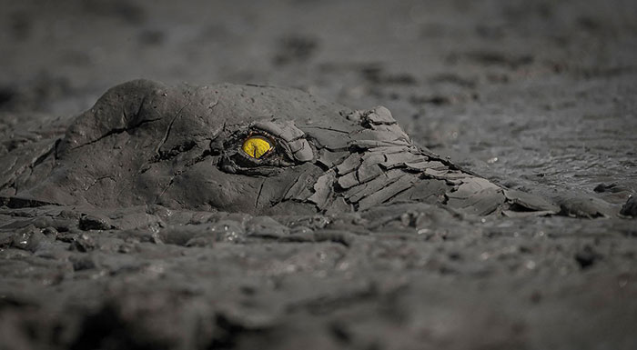 The Winning Photos From The GDT Nature Photographer Of The Year 2020 Have Been Announced And They’re Beautiful