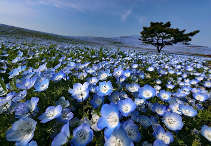Over 5 Million Tiny Blue Flowers Have Bloomed In This Japanese Park, Unveiling A Magical Sight