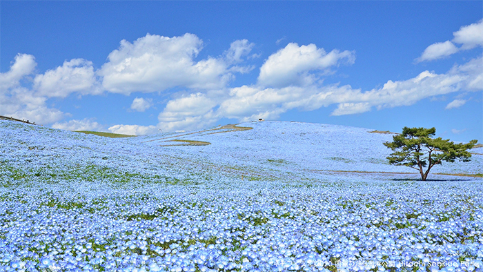 Over 5 Million Tiny Blue Flowers Have Bloomed In This Japanese Park, Unveiling A Magical Sight Over 5 Million Tiny Blue Flowers Have Bloomed In This Japanese Park, Unveiling A Magical Sight
