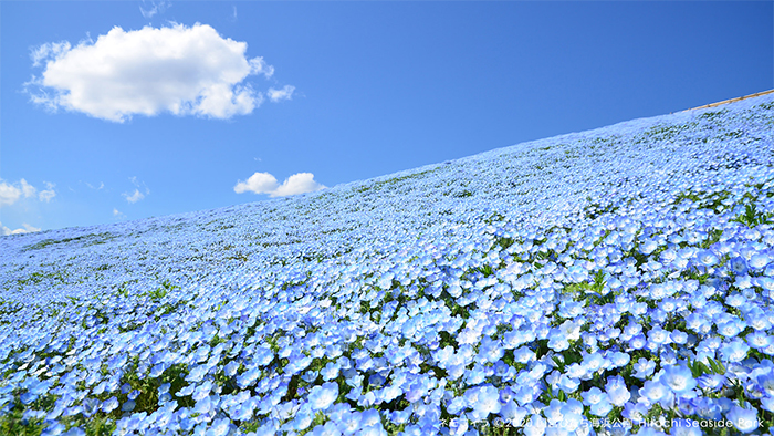 Over 5 Million Tiny Blue Flowers Have Bloomed In This Japanese Park, Unveiling A Magical Sight Over 5 Million Tiny Blue Flowers Have Bloomed In This Japanese Park, Unveiling A Magical Sight