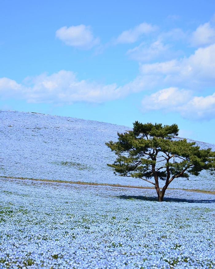 Over 5 Million Tiny Blue Flowers Have Bloomed In This Japanese Park, Unveiling A Magical Sight