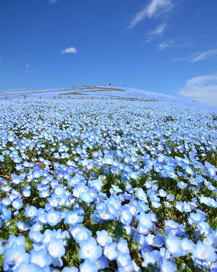 Over 5 Million Tiny Blue Flowers Have Bloomed In This Japanese Park, Unveiling A Magical Sight