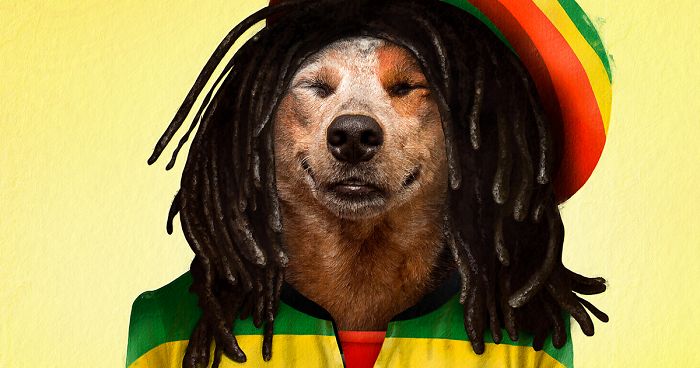 I Made Pets Into Superstars To Help Them Find A Home (20 Pics)