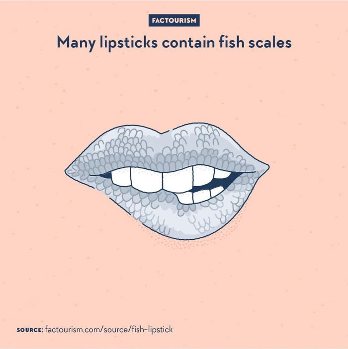 Illustrated-Facts-Factourism