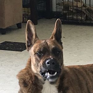 destine_ozuygur avatar