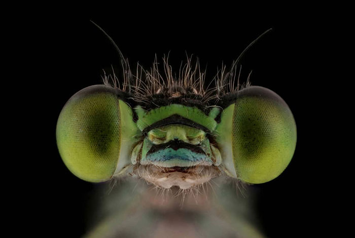 Photographer Captures The Small Worlds Of Insects That You Might Never See That Closely (53 Pics)