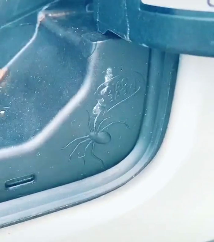 Spider on the car detail 